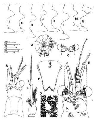Diamysis lagunaris (Ariani & Wittmann, 2000)