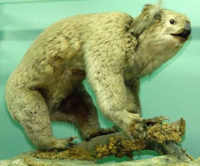 koala; Phascolarctos cinereus (Goldfus, 1817)
