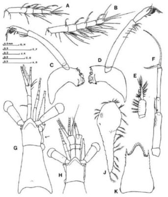 Mesopodopsis wooldridgei (Wittmann, 1992)