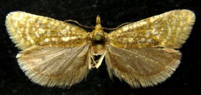 Cochylis clathrana var. obscurana (Caradja, 1916)