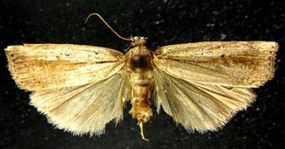 Calamotropha alcesta (Bleszynski, 1961)