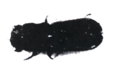 Platypus levannongi (Schedl, 1974), ord. Coleoptera, fam. Platypodidae