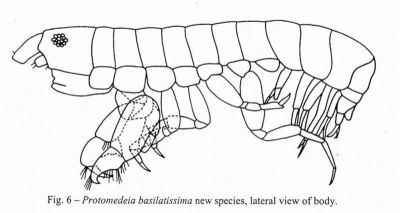 Protomedeia basilitissima (Ortiz and Lalana, 1999)