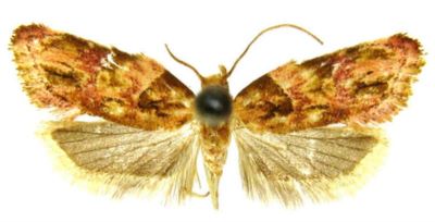 Aeolanthes haematopa (Meyerick, 1931)