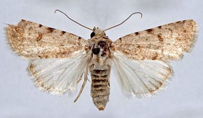 Eremodrina pertinax argentea (Caradja, 1932)