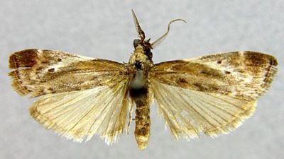 Nephopterix cometella (Caradja, 1935)
