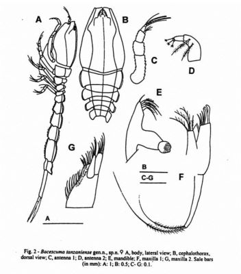 bacescuma tanzaniense; Bacescella muradianae (Petrescu, 1999)