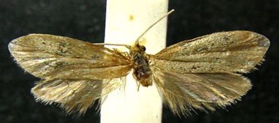 Nepticula viridissimella (Caradja, 1920)