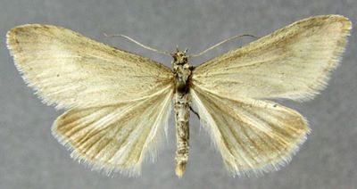 Pyrausta austriacalis var. altaica (Zerny, 1914)