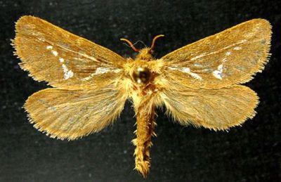 hepialus lupulinus dacicus; Hepialus lupulinus var. (and ab.) dacicus (Caradja, 1893)