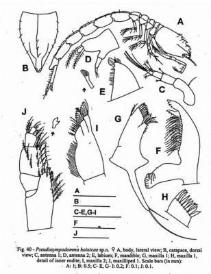 Pseudosympodomma hoinicae (Petrescu, 1998)