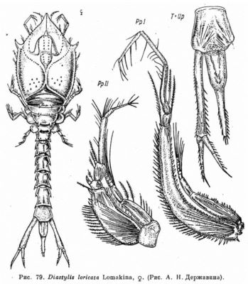 Diastylis loricata (Lomakina, 1955)