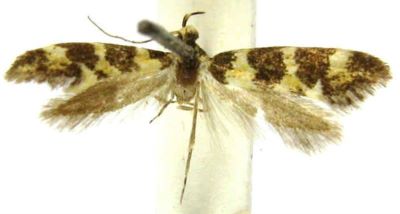 Borkhausenia augustella var. corsicella (Caradja, 1920)