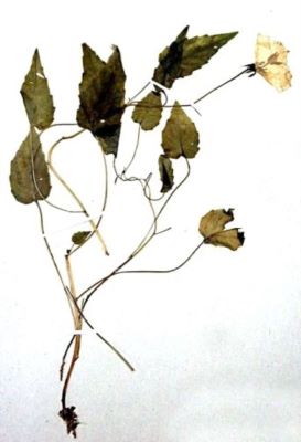 cădelniță; Campanula carpatica (Jacq., 1770)
