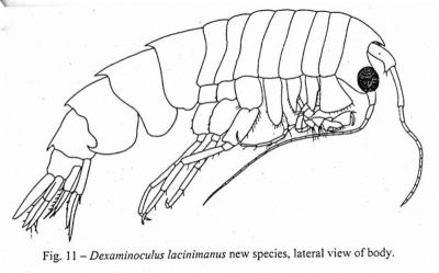 Dexaminoculus lacinimanus (Ortiz and Lalana, 1999)
