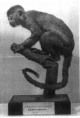 maimuța veveriță comună; Saimiri sciureus
