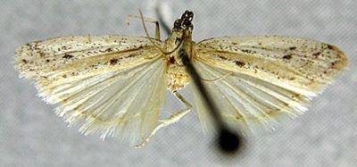 Homoeosoma carlinella var. arenicola (Chrétien, 1911)