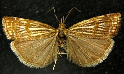 Crambus craterellus var. lambessellus (Caradja, 1910)