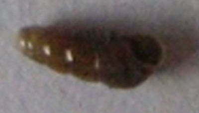 Acicula (Platyla) polita oedogira (Paladilhe, 1862)