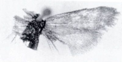 Talaeporia isozopha (Meyrick, 1936)
