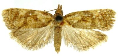 Capua reticulana sutschana (Caradja, 1926)