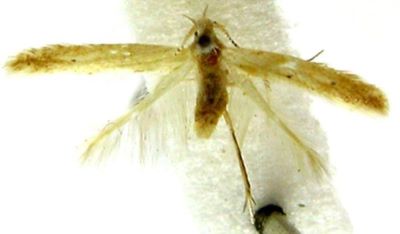 coleophora asthenella var. elutella; Coleophora asthenella (Constant, 1893), var. elutella (Chrétien)