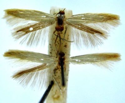 Xystophora impunctella (Chretien, 1920)