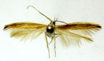 coleophora ussuriella; Coleophora unistriella (Caradja, 1920)