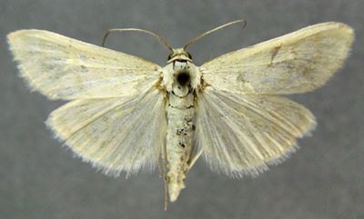 Pyrausta micalis (Caradja, 1916)