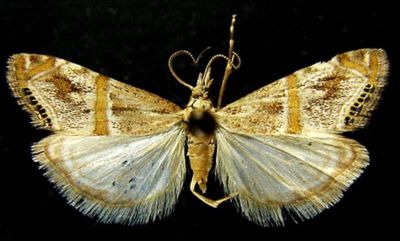 Euchromius bleszynskiellus (Popescu-Gorj, 1964)