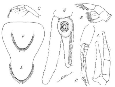 Metamysidopsis elonganta atlantica (Băcescu, 1968)