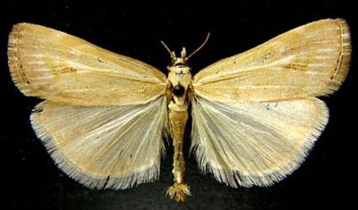 Crambus jucundellus var. kuldjaensis (Caradja, 1916)