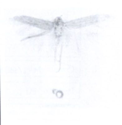 Calycobathra acarpa f. pinguescentella (Chrétien, 1915)
