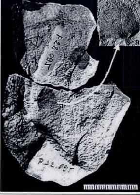 carpinus cobalcescui - holotip; Carpinus cobalcescui (Givulescu, 1969)