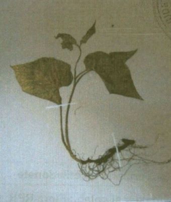 brustur negru; Symphytum cordatum (W. et K.)
