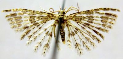 Orneodes zonodactyla var. eumorphodactyla (Caradja, 1920)
