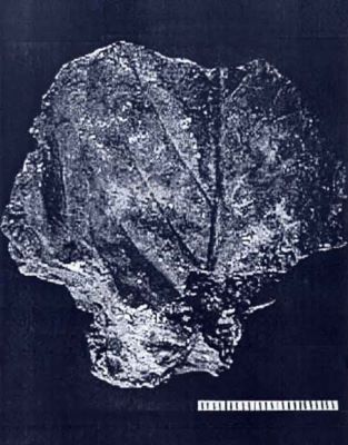 ficus mîrzai - holotip; Ficus mîrzai (Givulescu, 1960)