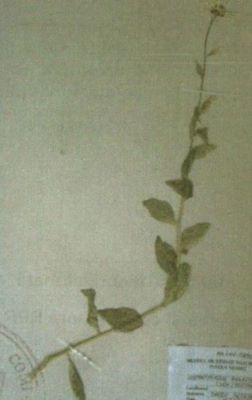 ochiul boului; Leucanthemum waldsteinii (Sch. Bip.) (Pouzar)