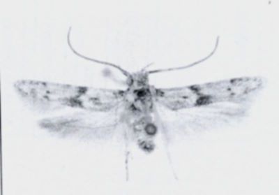 Auximobasis insularis (Walsingham, 1897)