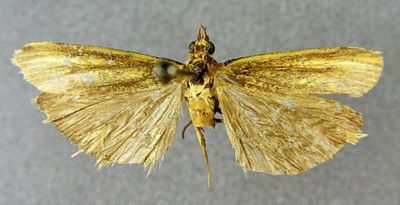 Selagia argyrella nigrella (Caradja, 1937)