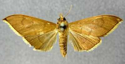 Crocidophora cuprotinctalis (Caradja, 1932)