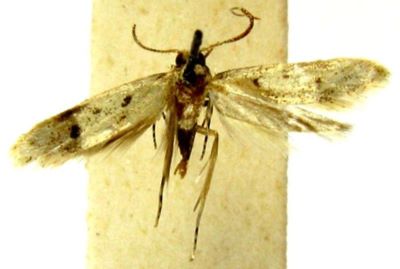 Argyresthia idiograpta (Meyrick, 1935)