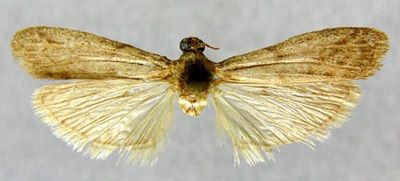 Ephestia constrictella (Caradja, 1929)