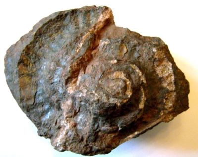 amonit; Katroliceras somalicum (Valduga, 1954)