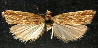 Prionapteryx taishanensis (Caradja, 1936)