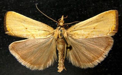 Crambus saxonellus var. occidentellus (Caradja, 1910)