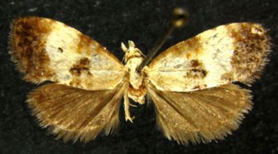 Phtheochroa ussuriana (Caradja, 1926)