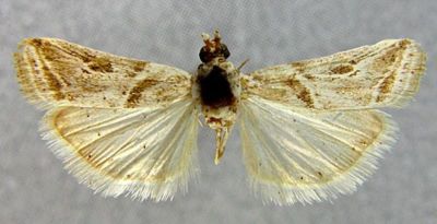 Pristophora discomaculella var. desertella (Caradja, 1910)