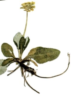 Primula Leucophylla (Pax.)