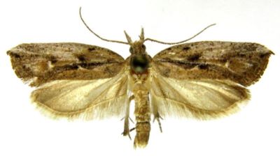 Cerostoma contractella (Caradja, 1920)
